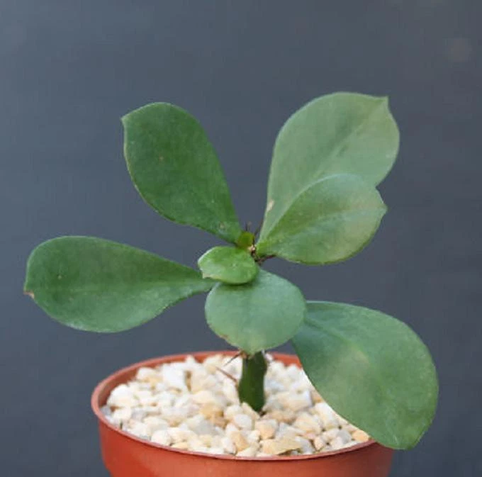 Pereskia Sacharosa Live Cactus Plant 4 Inch – Leafy Succulent Cactus for Container Growing