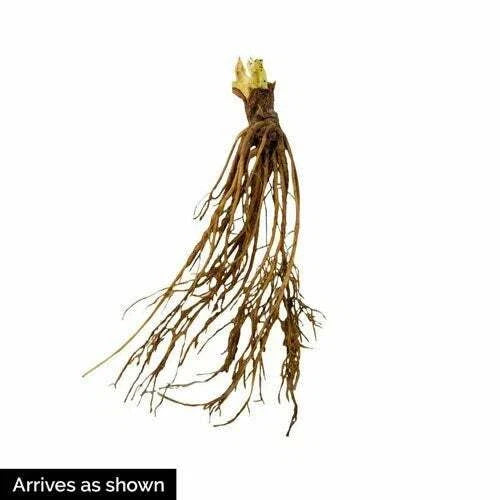 Honeoye Strawberry Plants (25 Bare Root) β June-Bearing Variety β High-Yield, Sweet-Tart Berries β Cold Hardy Garden Fruit Starter