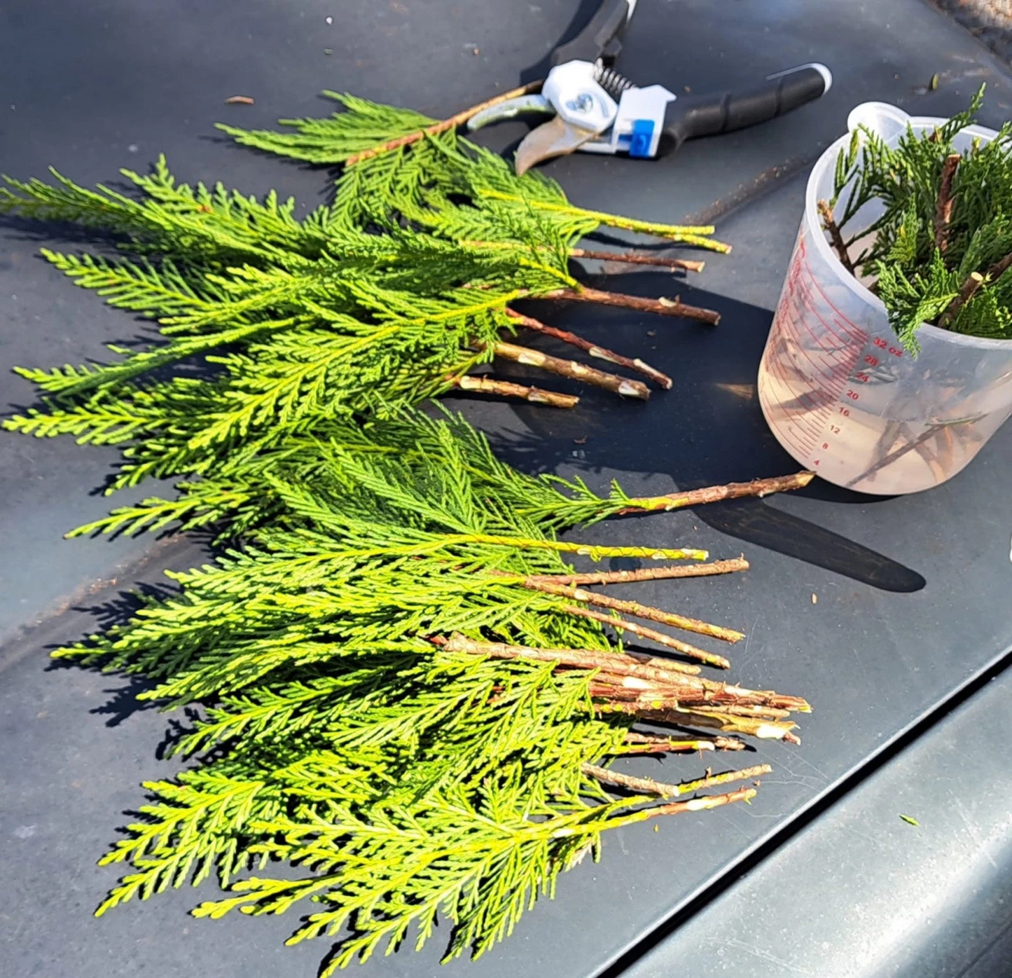 Leyland Cypress Tree Cuttings – 20 Fresh Cut to Order Unrooted Cuttings for Propagation