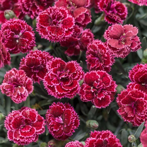 100 Seeds Black Cherry Carnation Dianthus Flowers Perennial
