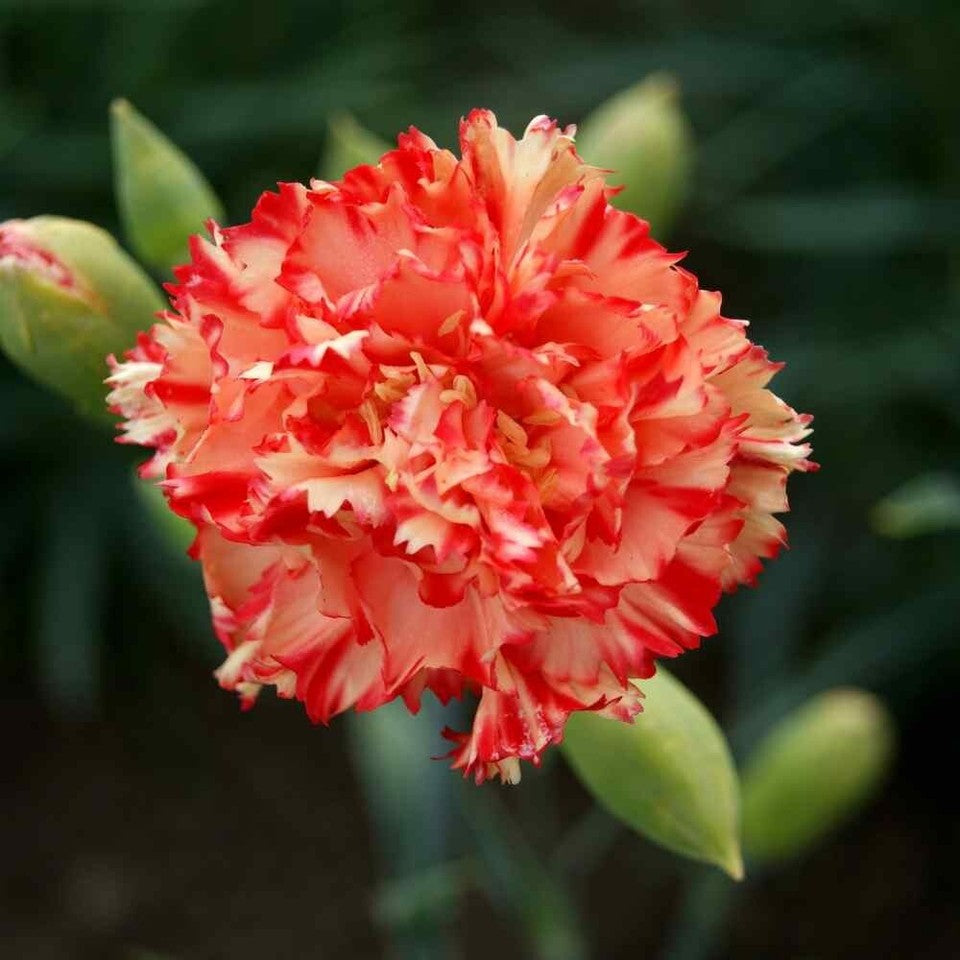 100 Seeds Chabaud Carnation Dianthus Flowers Perennial Cut Flower