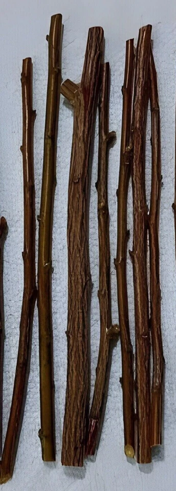 Plum Fruit Tree Cuttings – 3 Fresh Unrooted Prunus Cuttings for Rooting, Grafting, and Propagation