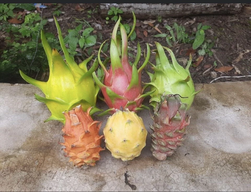 Dragon Fruit Cutting Pitaya Cactus 10–14 Inch Unrooted Cutting for Planting and Propagation