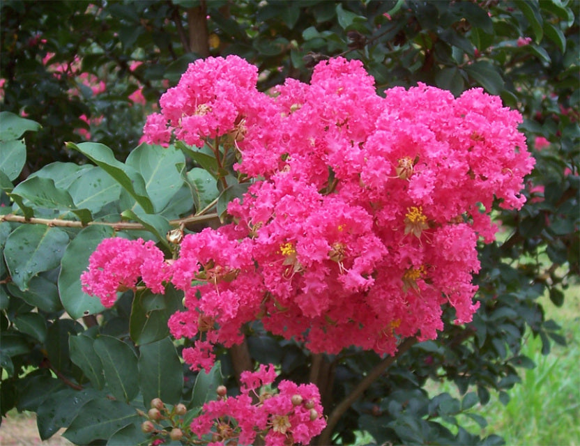 2 Live Hot Pink Crepe Myrtle Plants โ Rooted Flowering Trees/Bushes โ Lagerstroemia indica Starter Shrubs for Garden & Landscape Color