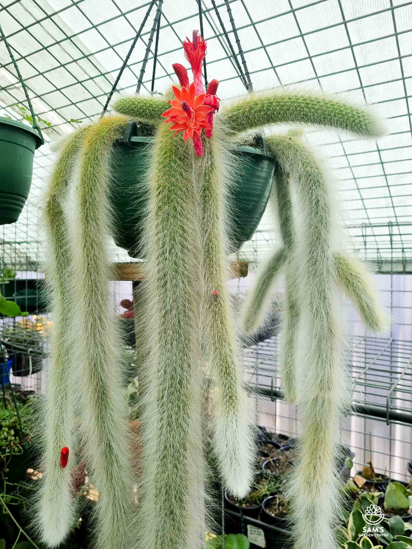 Monkey Tail Cactus Cutting 5β | Hildewintera colademononis | Rare Succulent Plant | Unrooted Live Cutting | Fuzzy Hanging Cactus