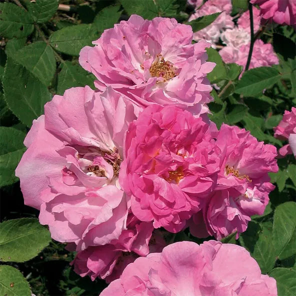 8 Pink Seven Sisters Rose Cuttings β Heirloom Climbing Rose, No Roots, Rare Antique Variety, Old Garden Rose Propagation
