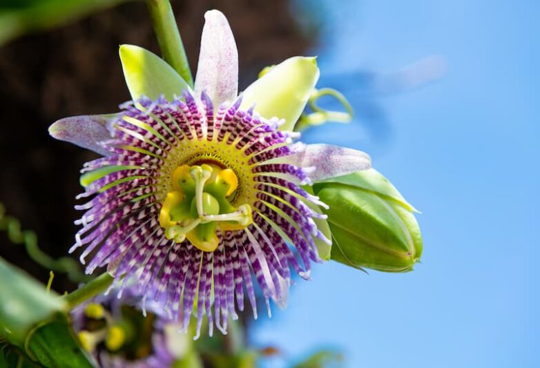Passiflora "Bounty" β Cold Hardy Passion Fruit Vine (Passionflower) β Live Plant β Edible Fruit & Fragrant Flowers β Fast Growing
