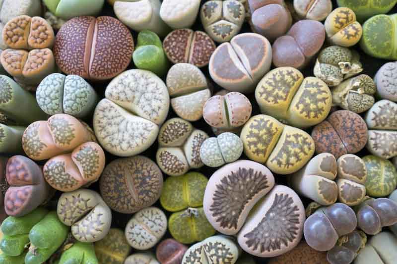 Lithops Living Stones β 10 Live Succulent Plants | Rare Imported Variety | Bare Root 1β | Easy Care Indoor Decor
