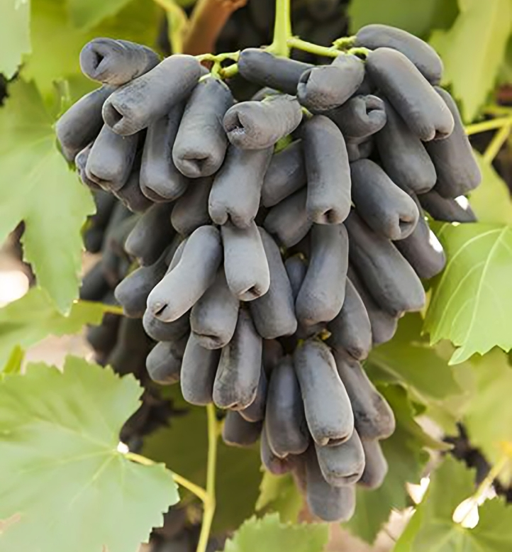 Witch Fingers Grape Cuttings (2) - Vitis vinifera - Long Purple Grapes - Unrooted Vines w/Soy Wax - Propagation Ready