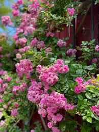 Peggy Martin Rose 5 Cuttings - 7-8" Thornless Climber - Disease Resistant - Spring/Fall Blooms - - Fast Grower