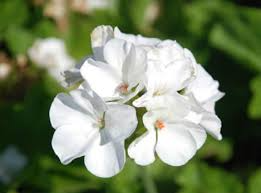 1 Well Rooted 4" Geranium ‘Patriot White’ Live Plant Bright Crystal White Zonal Geranium (Pelargonium) Hardy Flowering Plant for Garden & Pots