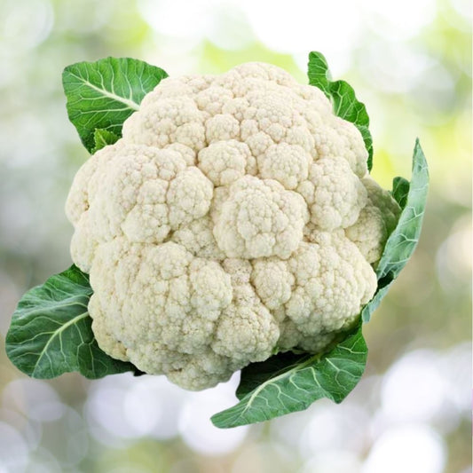 Cauliflower Snowball Y Improved Seeds 100 Count Compact White Head Garden Variety