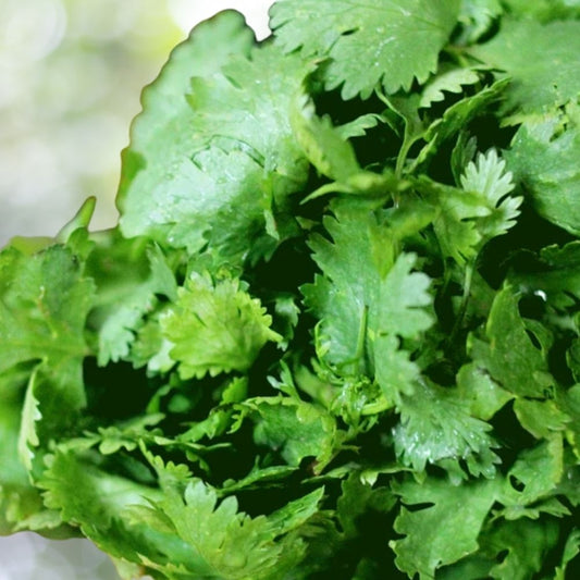 1000+ Heirloom Cilantro Seeds | Non-GMO | Coriander | Culinary Herb Garden