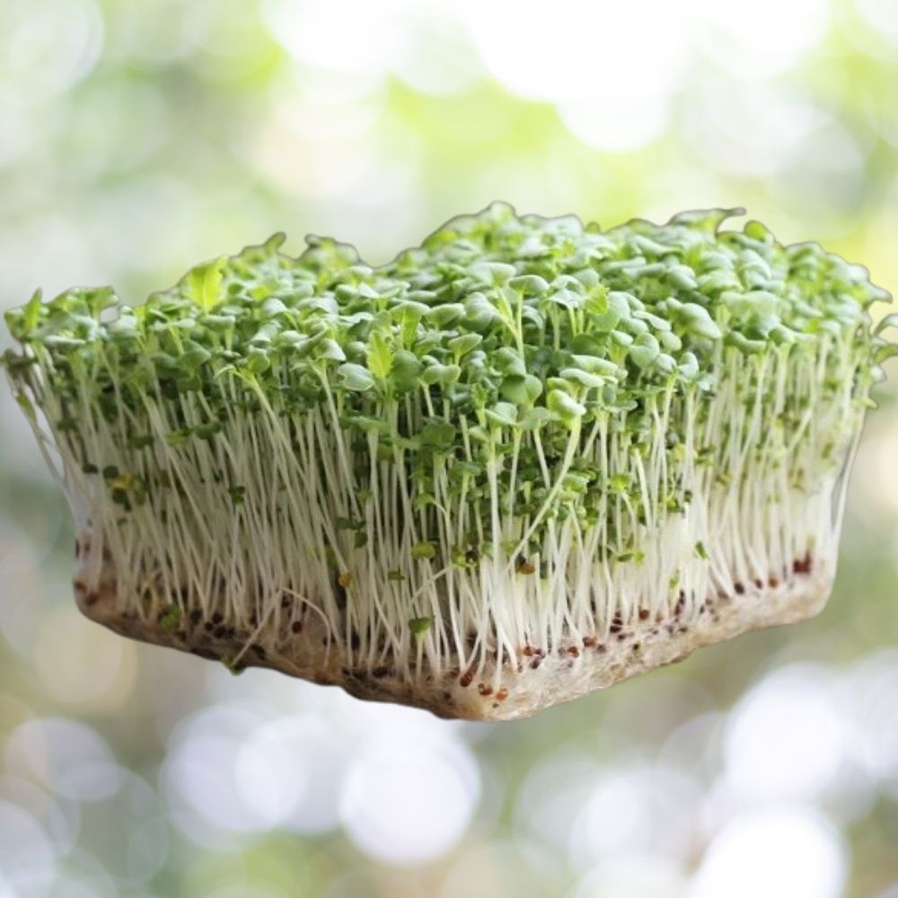 2000 Lime Streaks Mizuna Mustard Microgreen Seeds Non-GMO