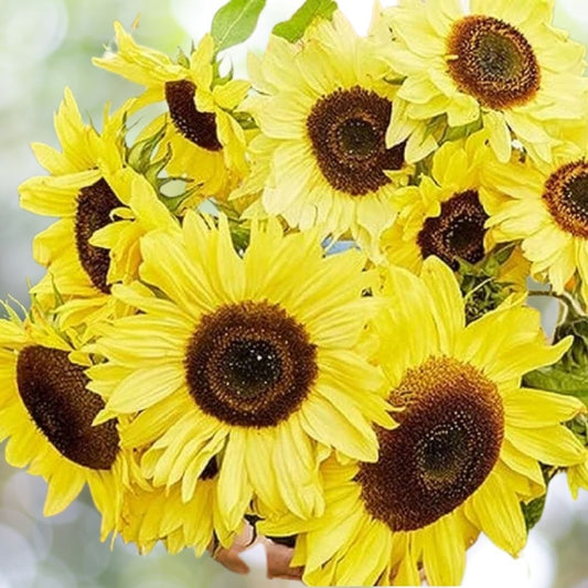 100 Vibrant Lemon Queen Sunflower Seeds | Non-GMO