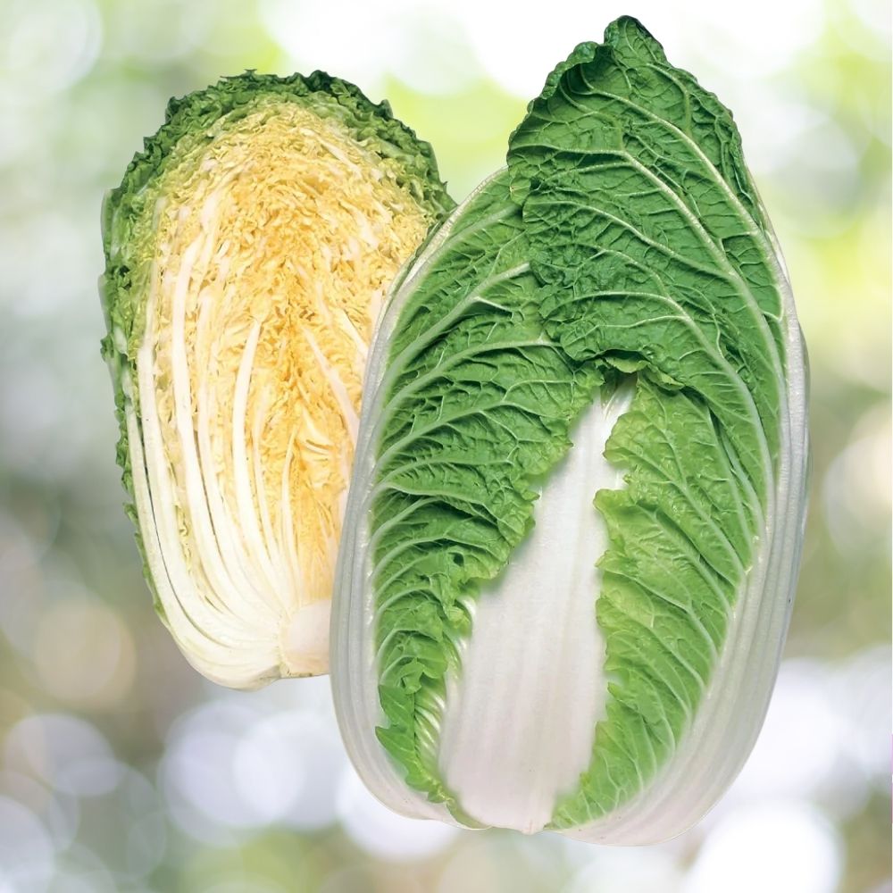 150 Matsushima Chinese Cabbage Seeds – Napa Cabbage Heirloom Vegetable for Spring & Fall Planting