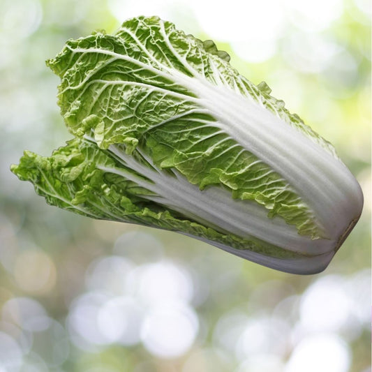 150 Michihli Chinese Heading Cabbage Seeds Heirloom Napa Vegetable for Spring or Fall Growing