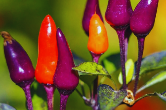 Hot Purple Tiger Pepper Seeds | Non-GMO Organic Trifetti Hot Peppers