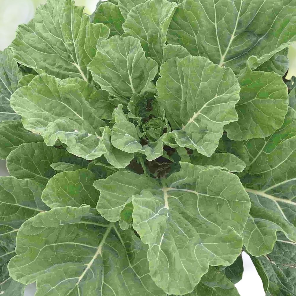 Georgia Southern Collard Seeds – 16000 Non-GMO Seeds for Planting