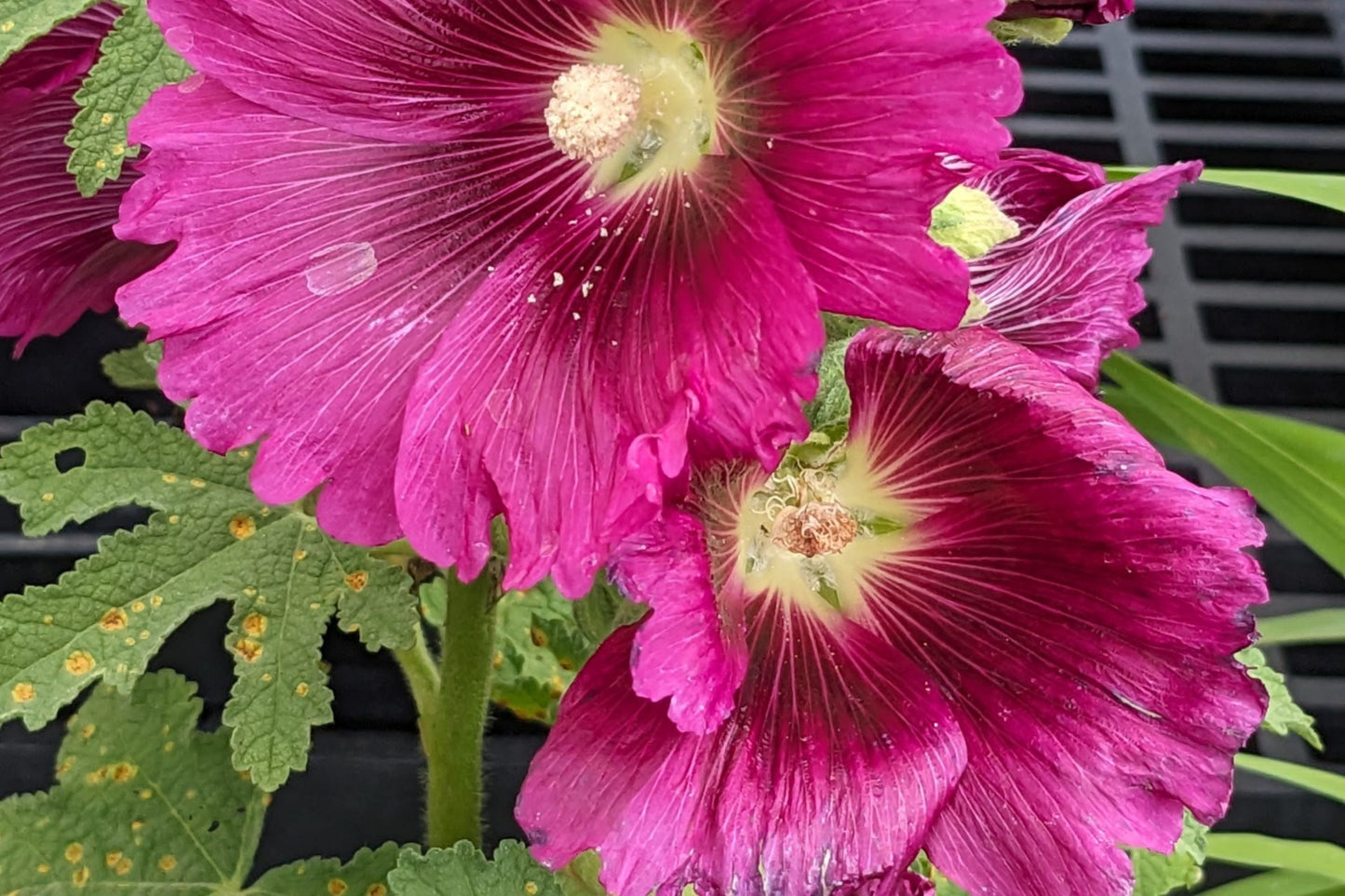 Queeny Purple Hollyhock Seeds | Magenta Blooms | Attracts Pollinators | Non-GMO |  | Biennial