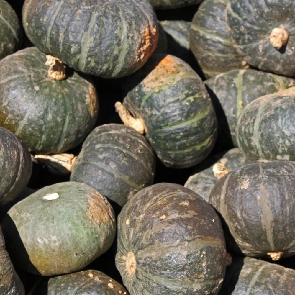60 Burgess Buttercup Winter Squash Seeds | Non-GMO
