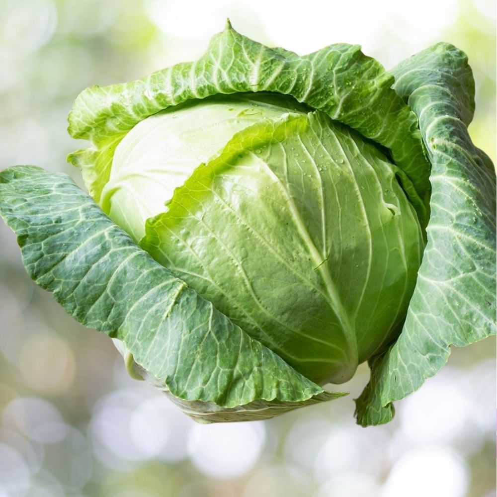 250 Cabbage Copenhagen Market Vegetable Seeds