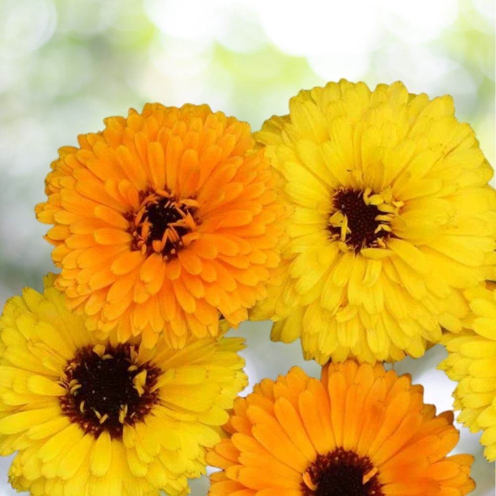 500+ Fiesta Gitana Calendula Seeds - Color Mix Non-GMO Heirloom Annual Flowers