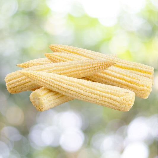 Popcorn Japanese Hulless White Seeds 50 Count Tender White Kernel Variety