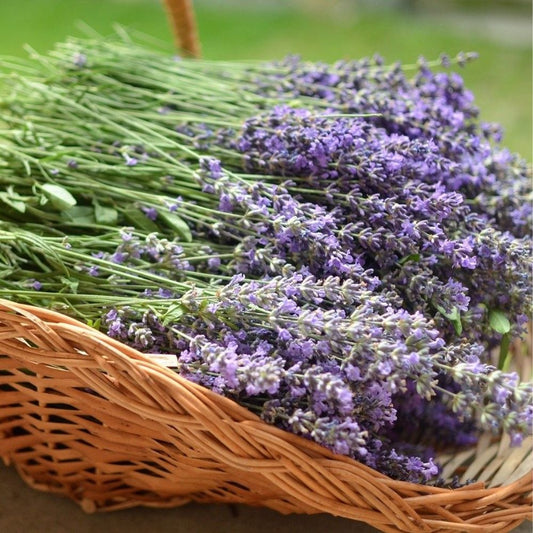 Vera Lavender Seeds Lavandula Angustifolia 100 Count Fragrant Garden Herb