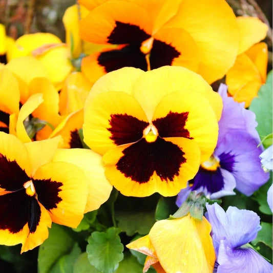 Yellow and Brown Pansy Viola Flower Seeds 50 Count Bright Hardy Blooms