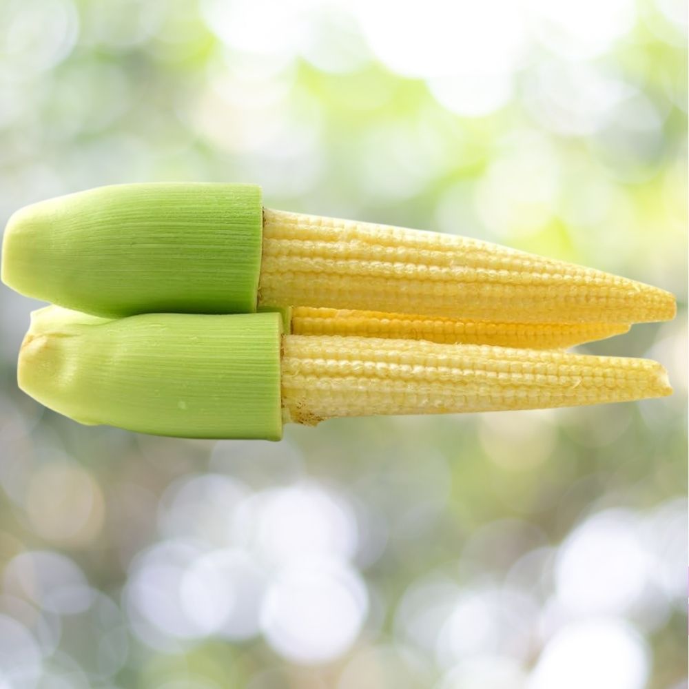 Popcorn Japanese Hulless White Seeds 50 Count Tender White Kernel Variety