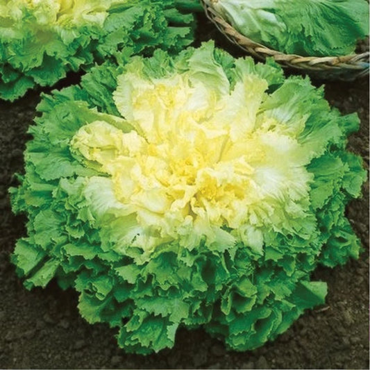 Endive Broadleaf Batavian Seeds Escarole Type 850 Count Heirloom Vegetable