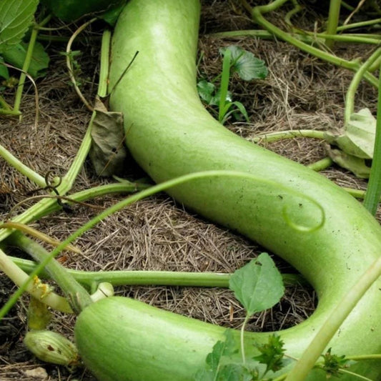 Cucuzzi Italian Edible Gourd Seeds Heirloom 10 Count Long Tender Variety
