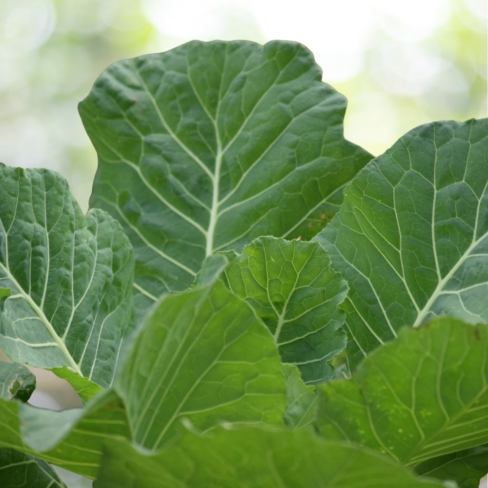 Collard Vates Seeds 300 Count Dark Green Leafy Garden Vegetable Variety