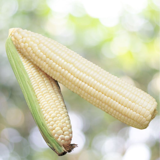 Corn Silver Queen Hybrid Sweet Seeds 35 Count Tender White Kernel Garden Variety