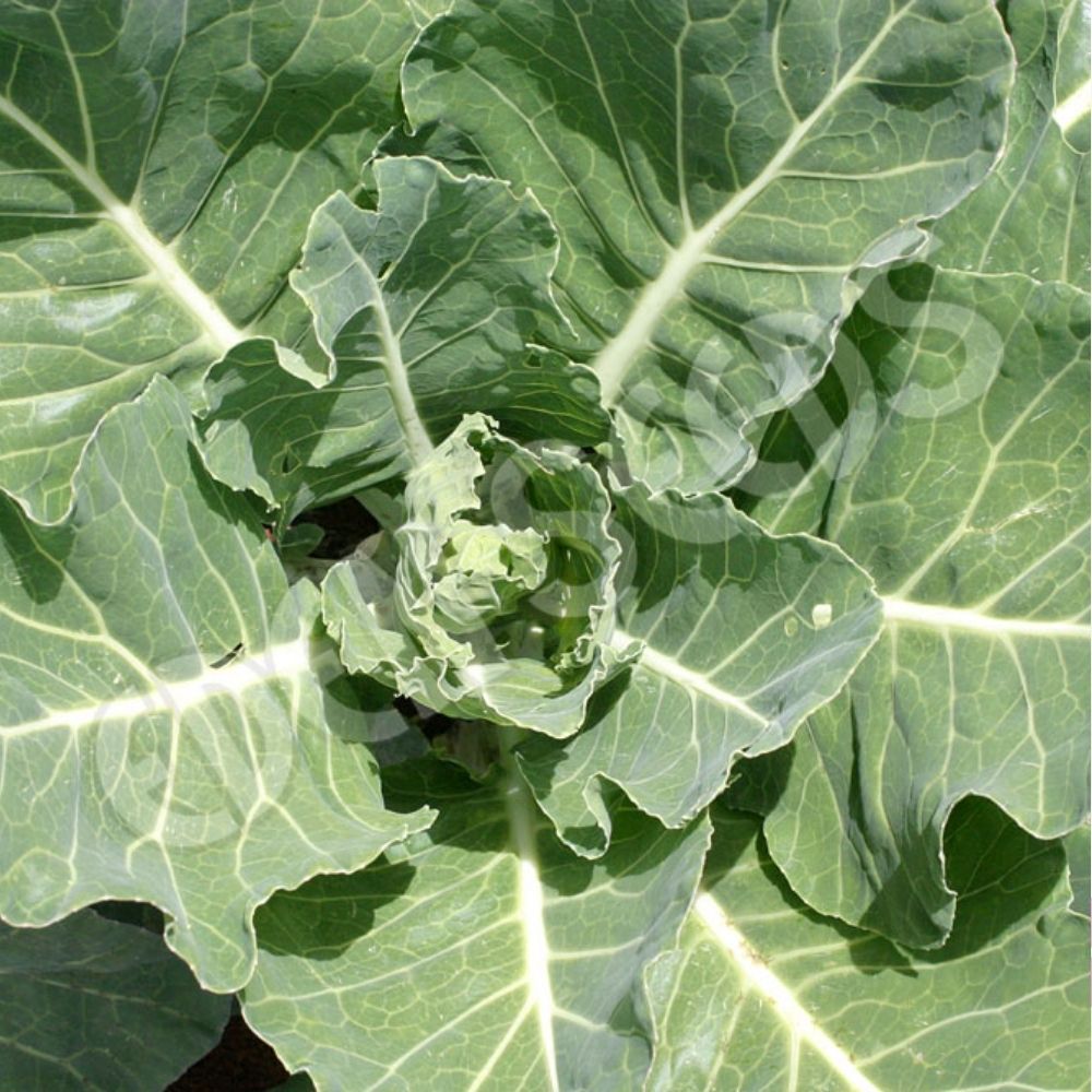 Collards Champion Seeds 300 Count Hearty Leafy Green Garden Variety