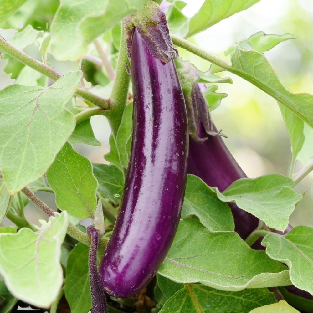 Eggplant Long Purple Seeds Heirloom 50 Count Productive Garden Variety