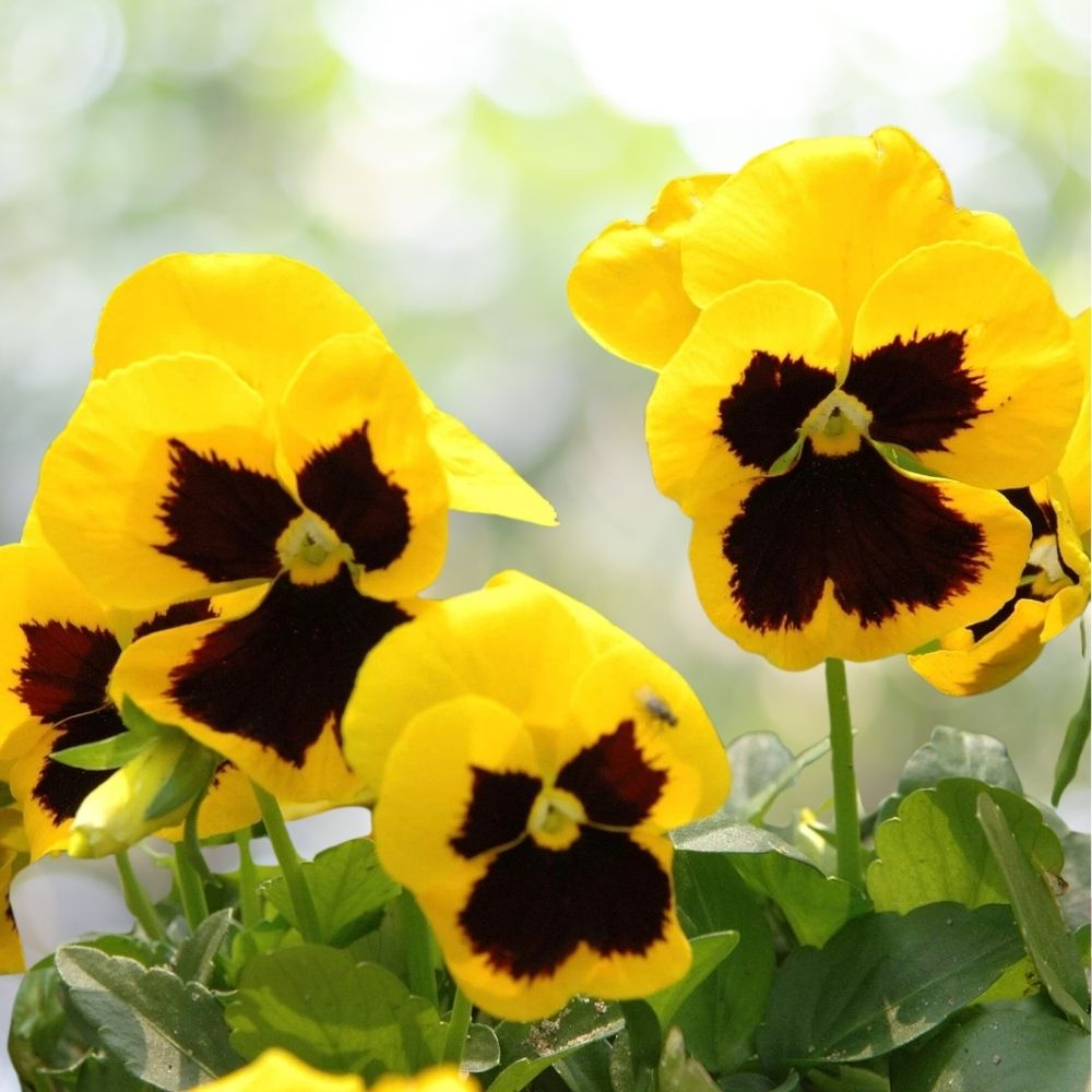 Yellow and Brown Pansy Viola Flower Seeds 50 Count Bright Hardy Blooms