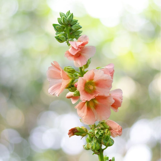 Peach and Brown Hollyhock Alcea Rosea Flower Seeds 25 Count Tall Perennial Blooms