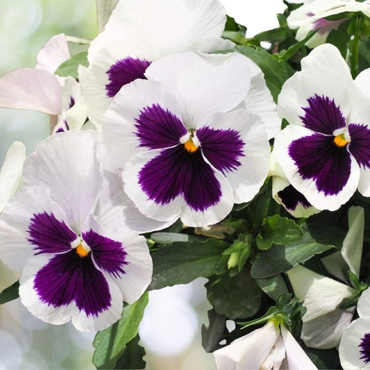 White and Purple Pansy Viola Flower Seeds 50 Count Bright Hardy Blooms