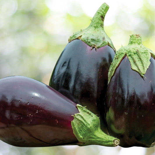 Eggplant Black Beauty Seeds Heirloom 50 Count Classic Garden Variety