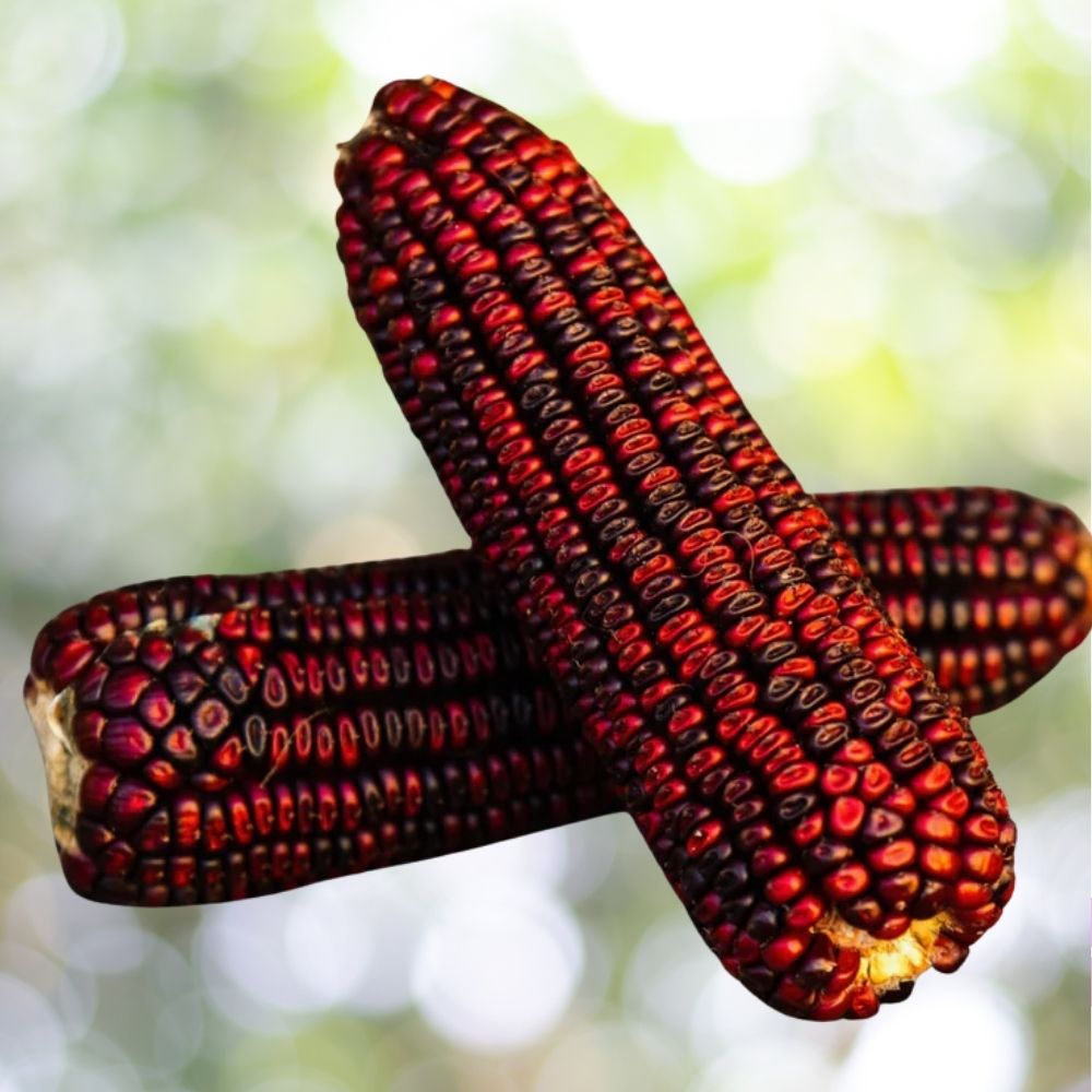 Corn Bloody Butcher Seeds 25 Count Heirloom Red Dent Variety 110 Day Maturity