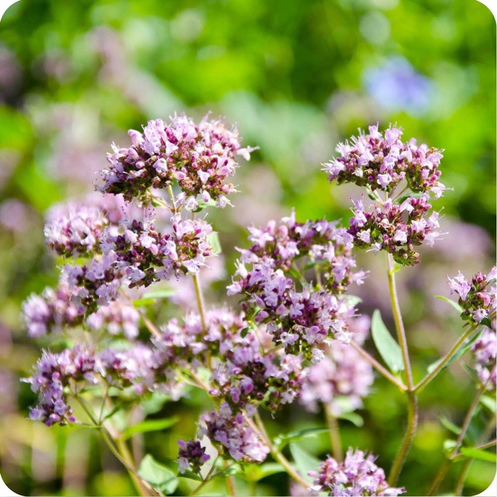 Marjoram Seeds Sweet Culinary Herb 400 Count Garden Variety