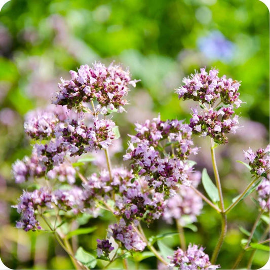 Marjoram Seeds Sweet Culinary Herb 400 Count Garden Variety