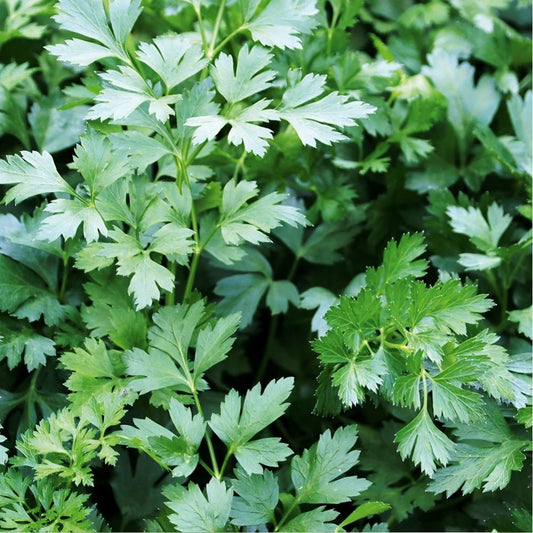Parsley Dark Green Italian Giant Herb Seeds 500 Count Fresh Culinary Variety