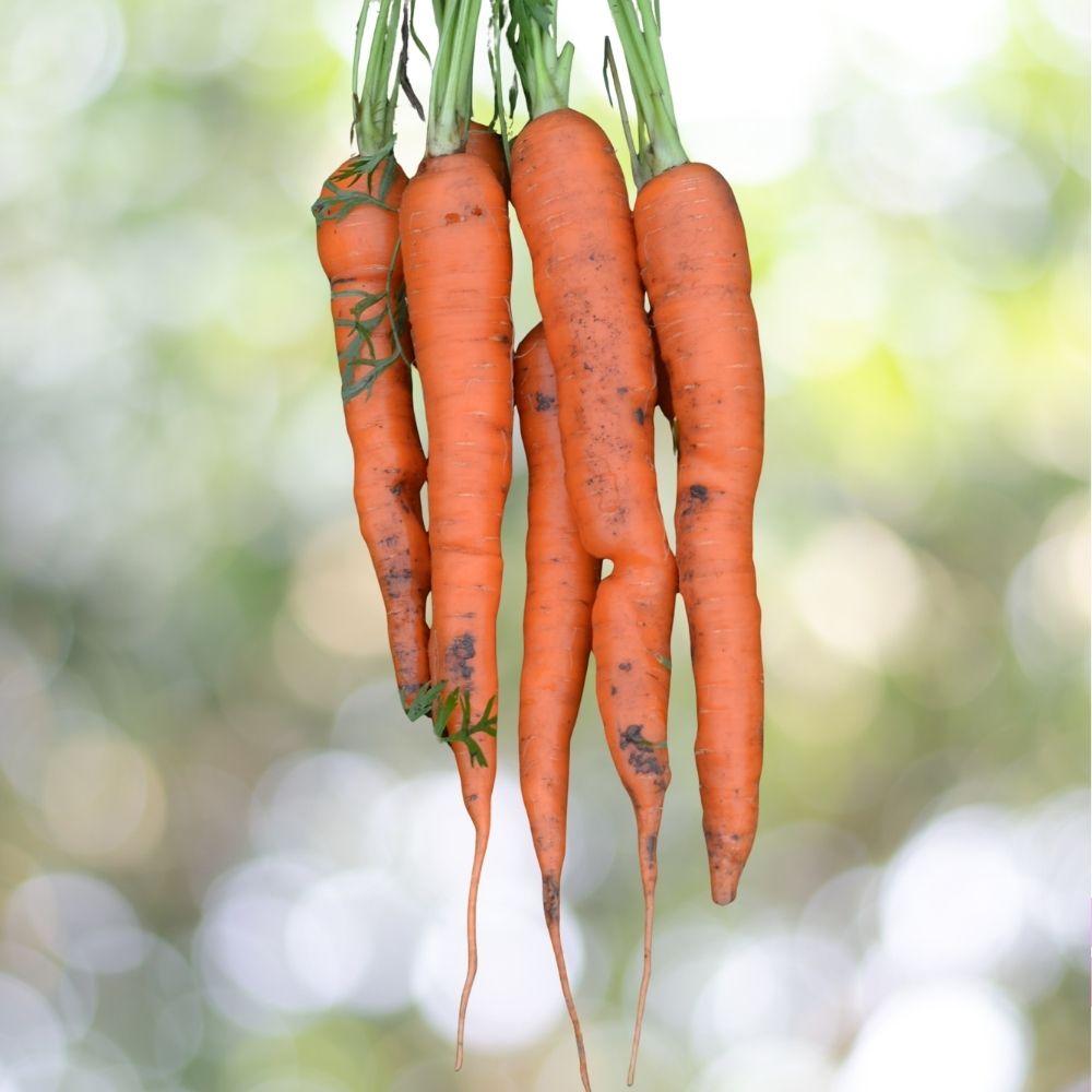 Tendersweet Carrot Seeds 300 Count Heirloom Vegetable Variety for Home Gardens