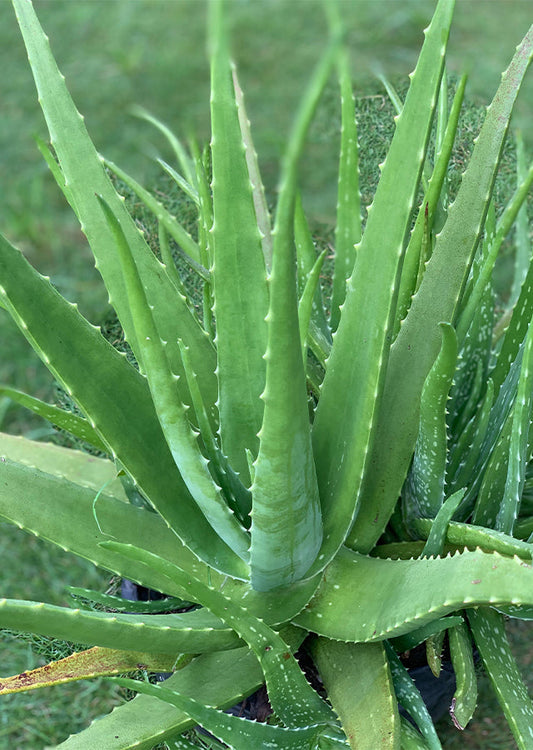 14–18" Organic Aloe Vera Plant – Live Medicinal Succulent – Heirloom, Natural Skincare, Easy Indoor/Outdoor Houseplant