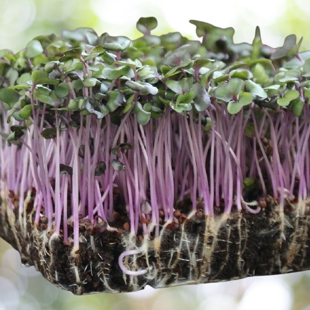 800 Red Acre Cabbage Microgreen Seeds | Non-GMO Heirloom