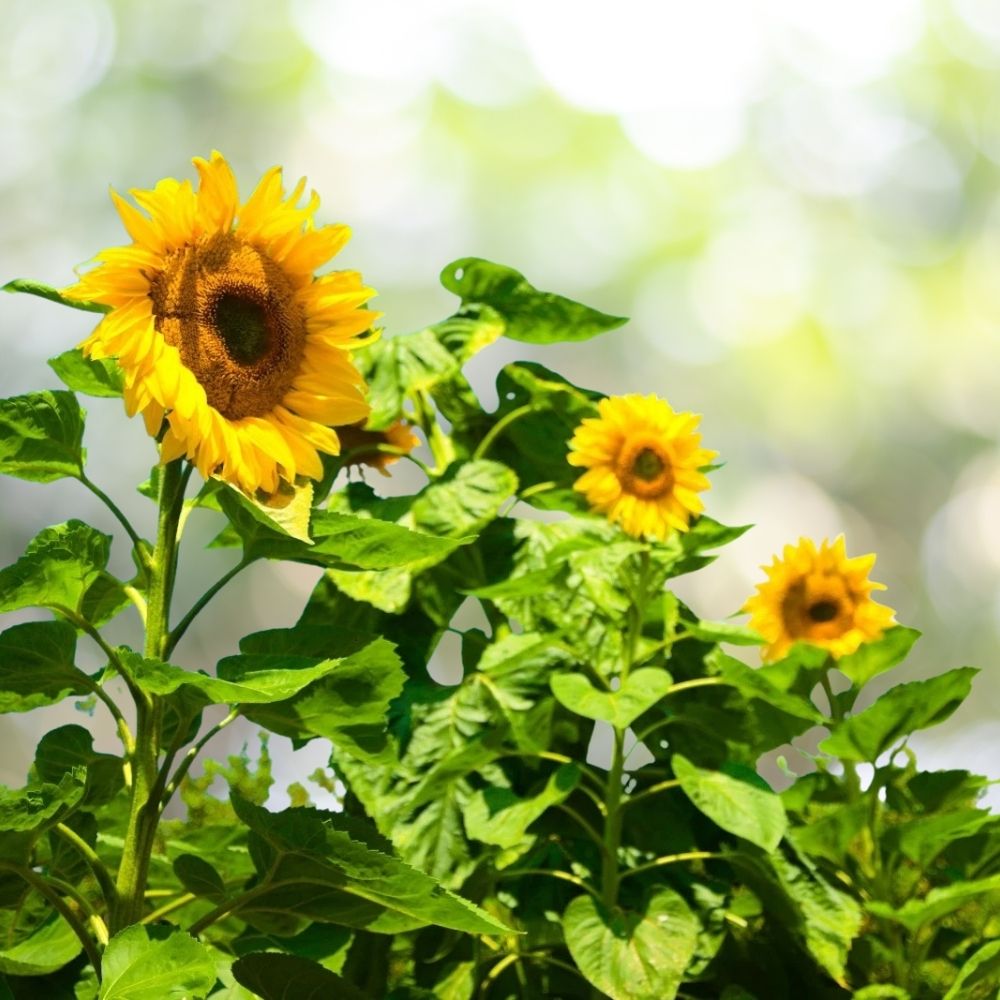 30 Giant Sunflower Seeds | Non-GMO | Helianthus Annuus