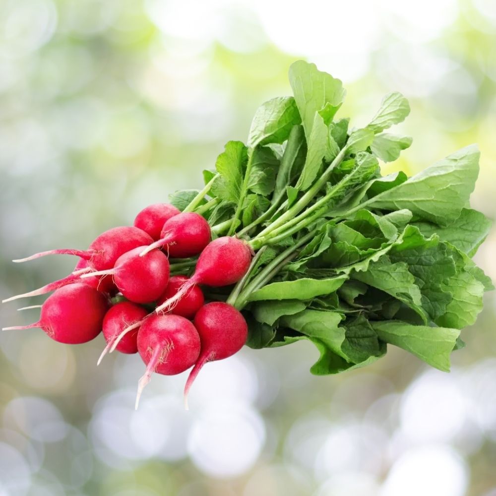 400 Cherry Belle Radish Seeds | Non-GMO Heirloom Vegetable Seed